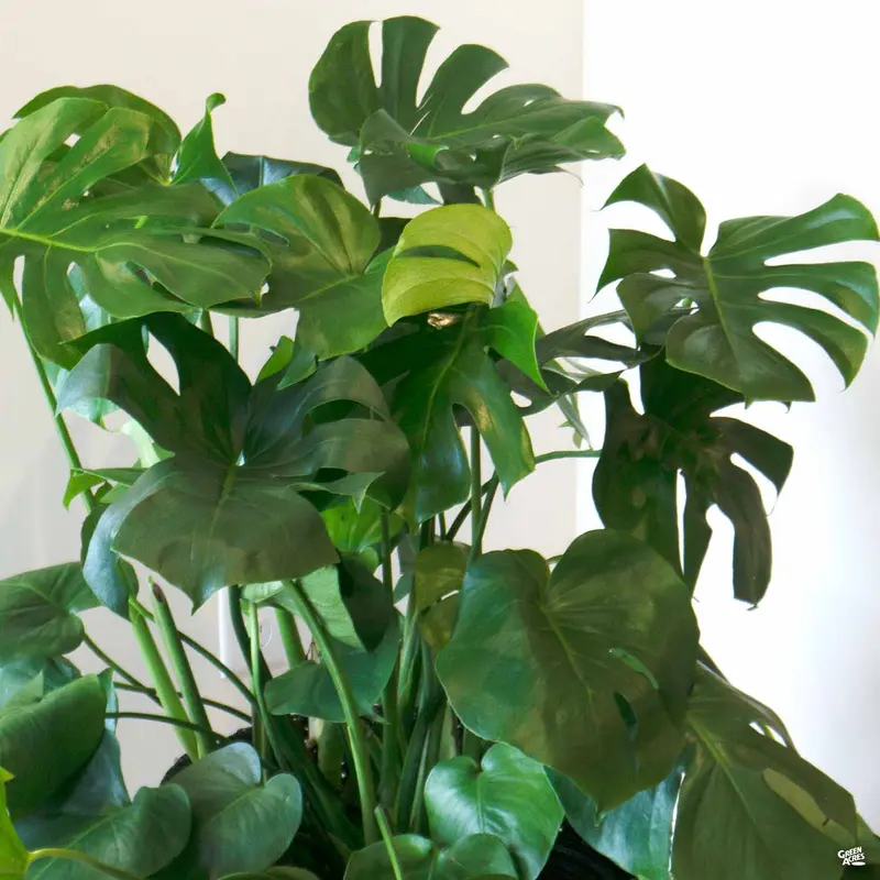Monstera Deliciosa