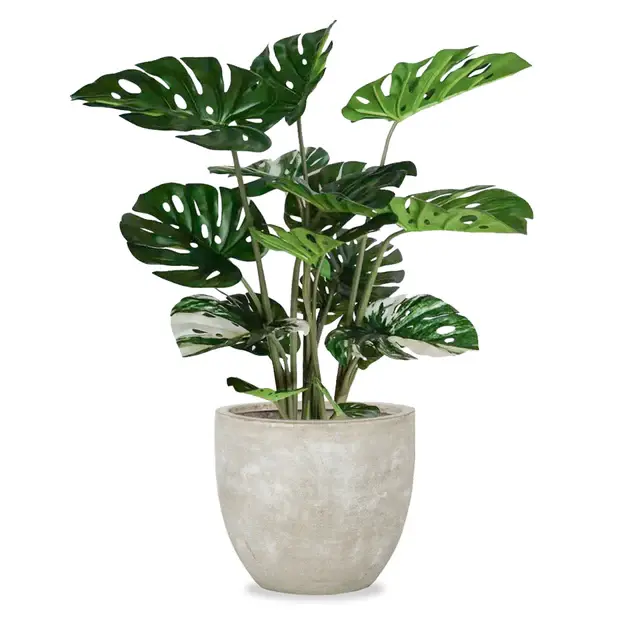 Monstera in Urbano Flared, LG By Gold Leaf Design Group