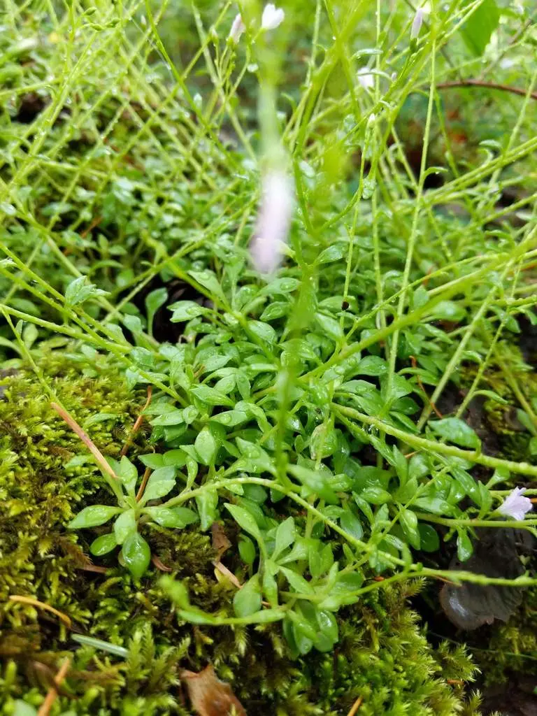 Montia parvifolia (Showy Rock Montia)