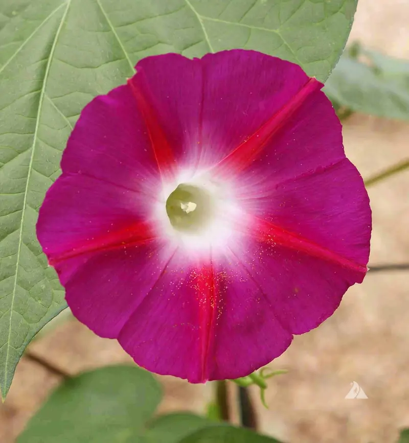 Morning Glory Scarlet O'hara- 5" Climbers