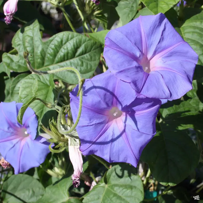 Morning Glory