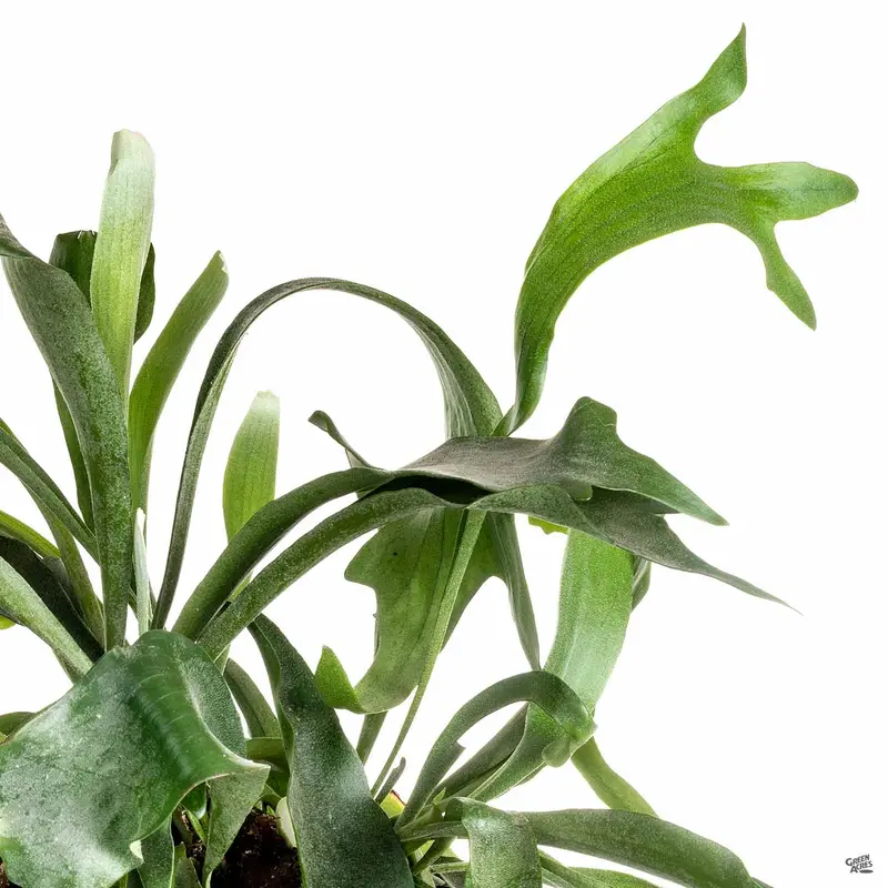 Mounted Staghorn Fern