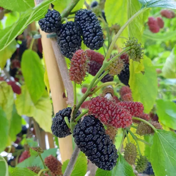Mulberry 'Mojo Berry' (Morus rotundiloba)