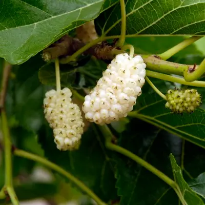 Mulberry 'Nikita White™' (Morus alba)