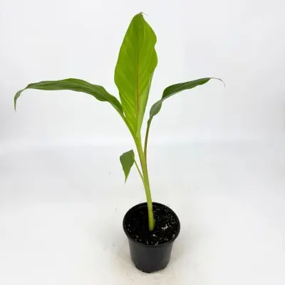 Musa sikkimensis 'Ever Red' (Japanese Banana)