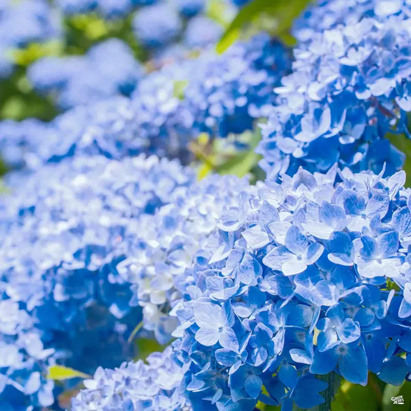 Nantucket Blue™ Hydrangea