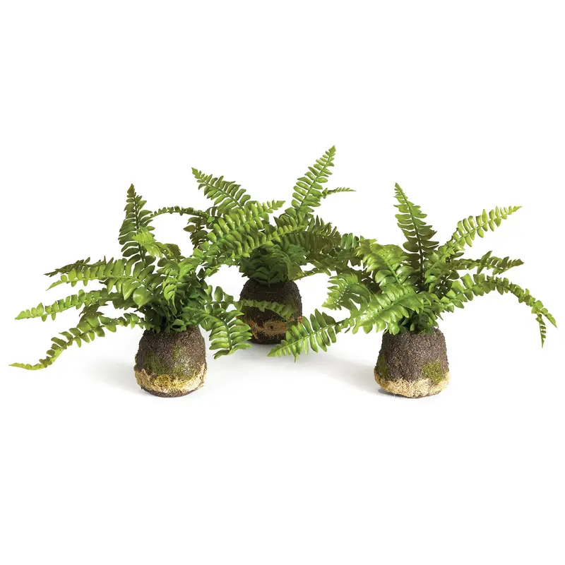 NAPA Home & Garden, Boston Fern Drop-In Collection