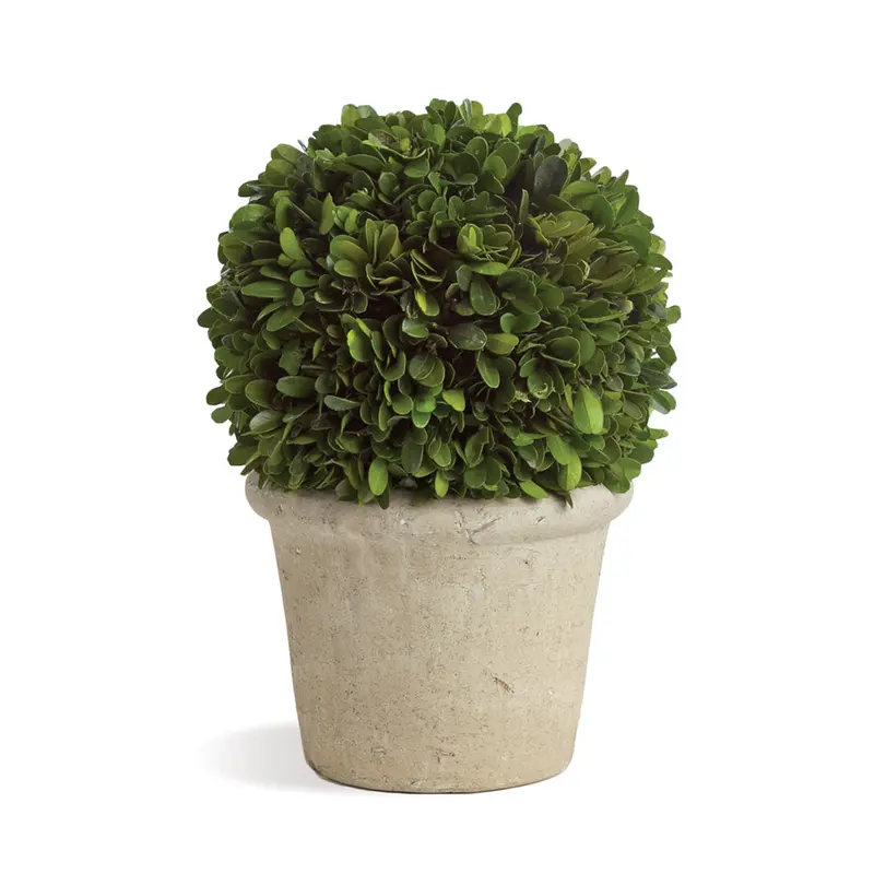 NAPA Home & Garden, BOXWOOD BALL IN POT