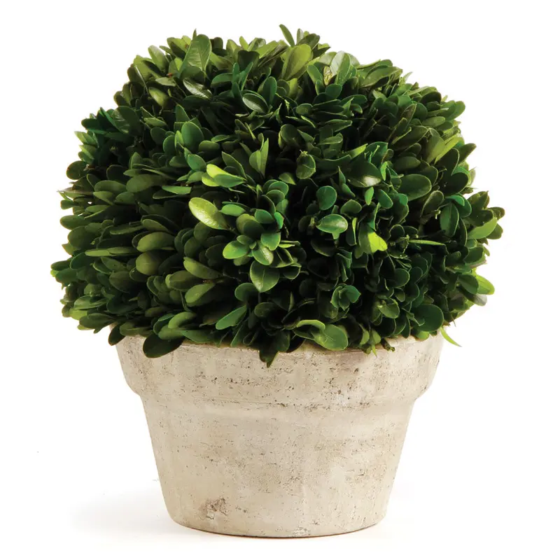 NAPA Home & Garden, BOXWOOD BALL IN POT