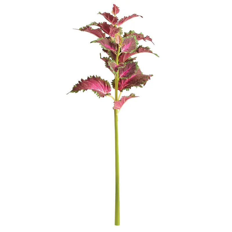 NAPA Home & Garden, COLEUS STEM