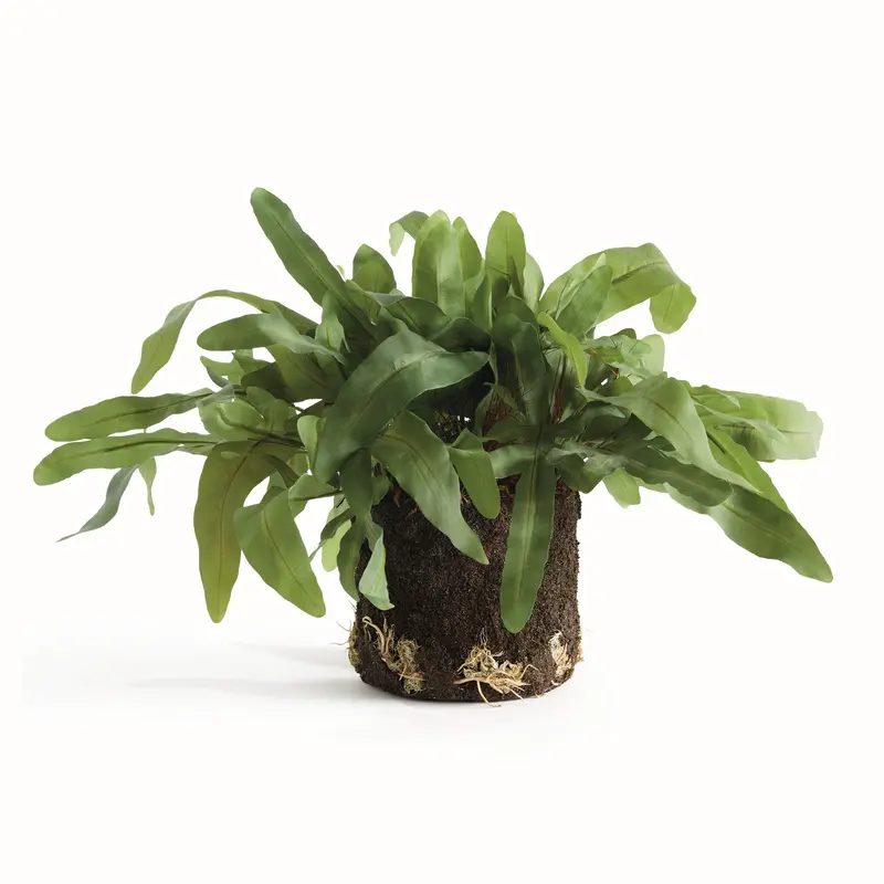 NAPA Home & Garden, ECHEVERIA FERN & OLIVE TREE COLLECTION