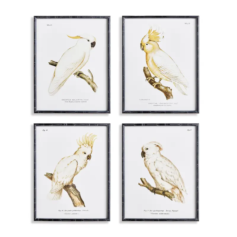 NAPA Home & Garden, PARROT STUDY IN WHITE, SET OF 4,N4NH05