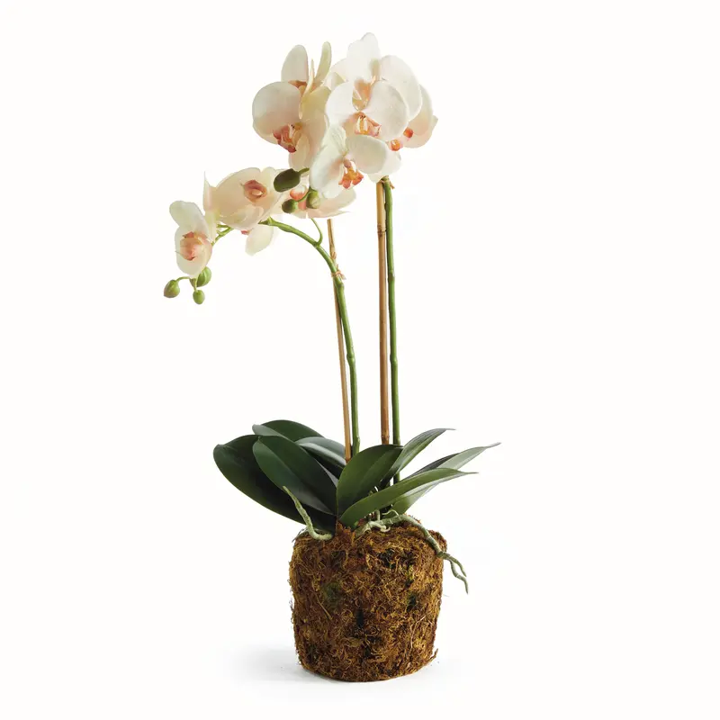 NAPA Home & Garden, PHALAENOPSIS ORCHID DROP-IN 23",N4CC1201PKL