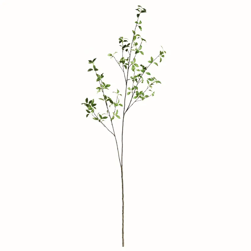 NAPA Home & Garden, PITTOSPORUM BRANCH 78",N4CC08