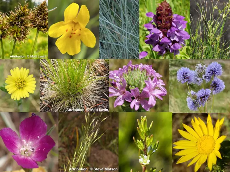 Native Seed Bomb Mix