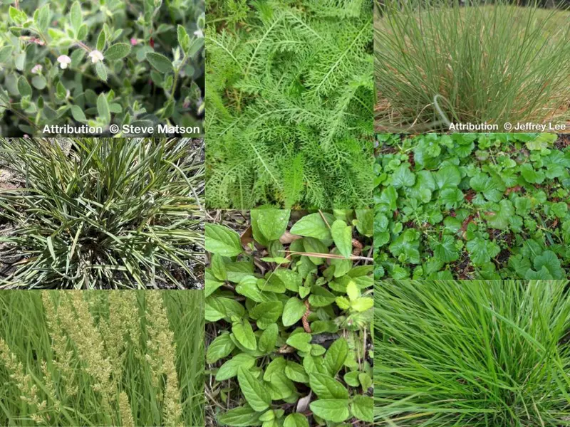 Native So-Called-Lawn Seed Mix