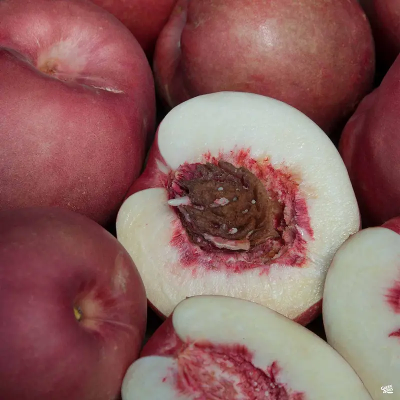 Nectaplum 'Spice Zee' Bareroot