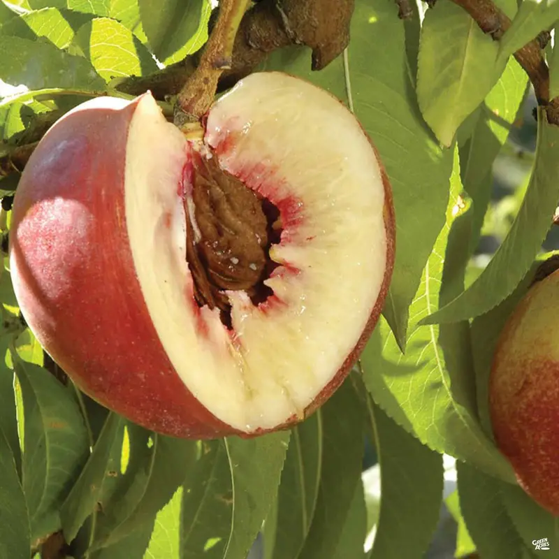 Nectarine 'Arctic Jay' Bareroot