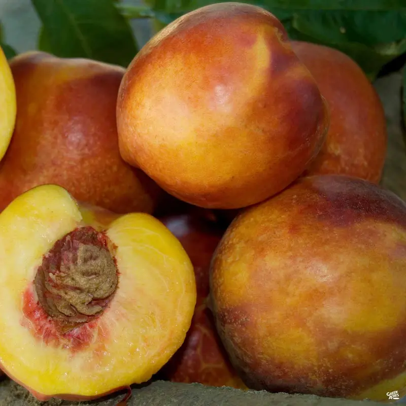 Nectarine 'Double Delight' Bareroot