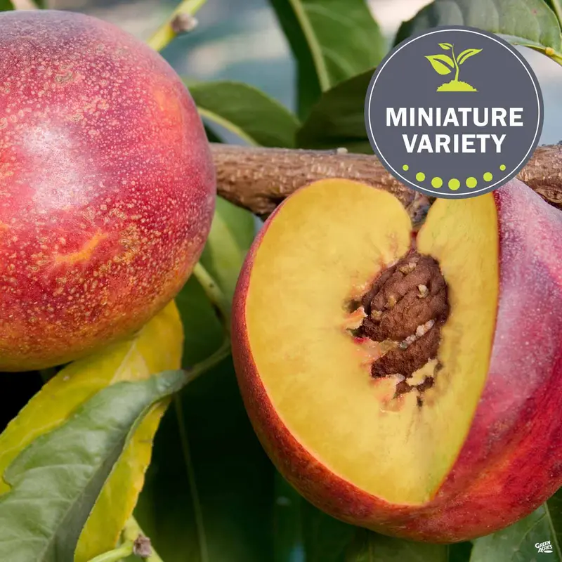 Nectarine 'Garden Delight', Miniature Bareroot
