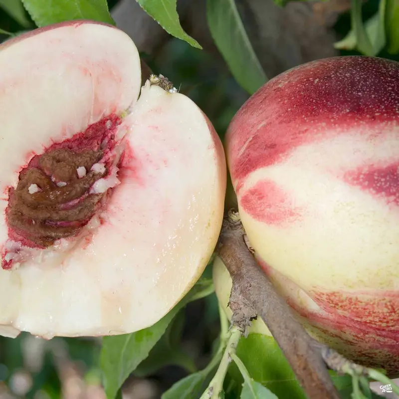 Nectarine 'Heavenly White' Bareroot