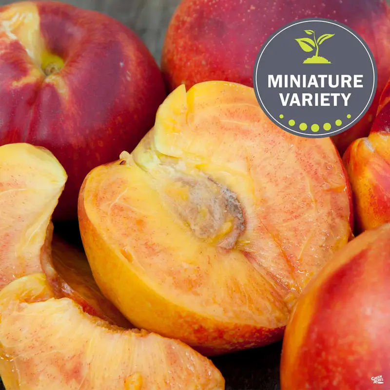 Nectarine 'Necta Zee', Miniature Bareroot