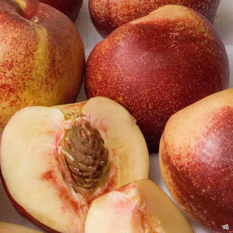 Nectarine 'Snow Queen' Bareroot