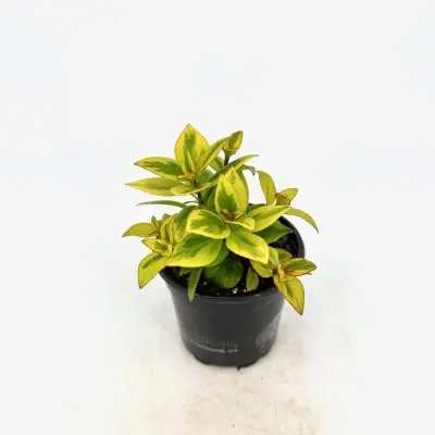 Nematanthus gregararius 'Aurora Gold' (Goldfish Plant)