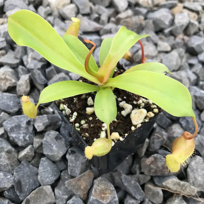 Nepenthes alata (Pitcher Plant)