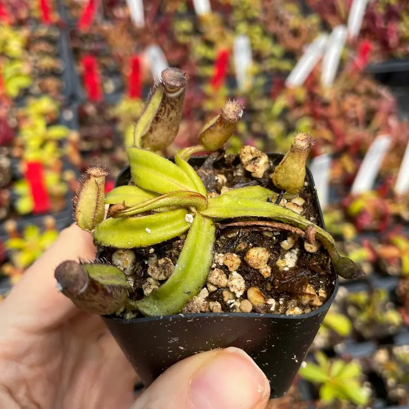Nepenthes 'Albomarginata' (Pitcher Plant)