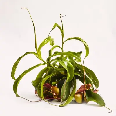 Nepenthes assorted (Tropical Pitcher Plants)