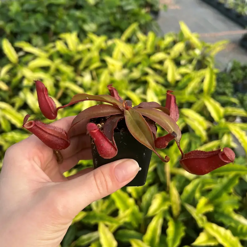 Nepenthes ‘Bloody Mary’ (Pitcher Plant)
