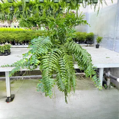 Nephrolepis biserrata (Macho Fern)