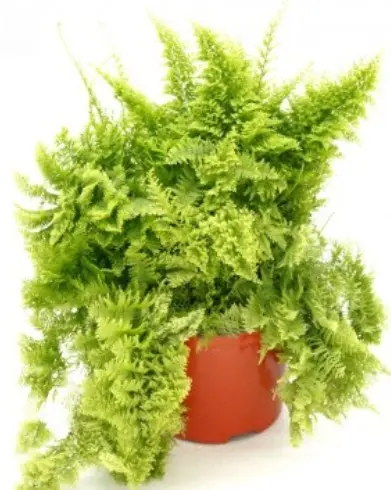 Nephrolepis Exaltata Smithii (Cotton Candy Fern)