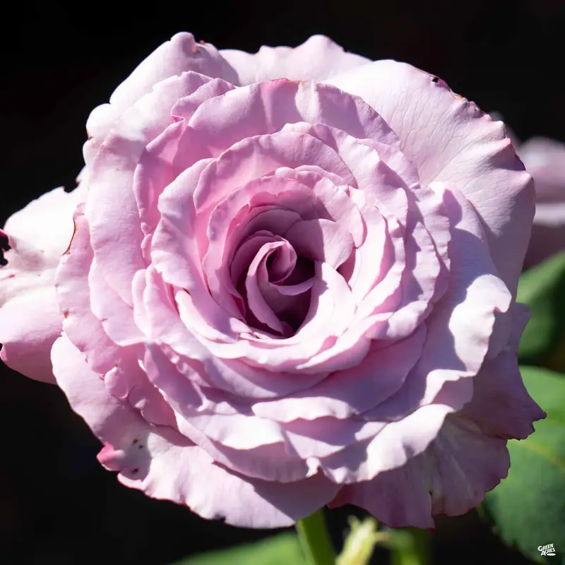 Neptune™ Rose Bareroot