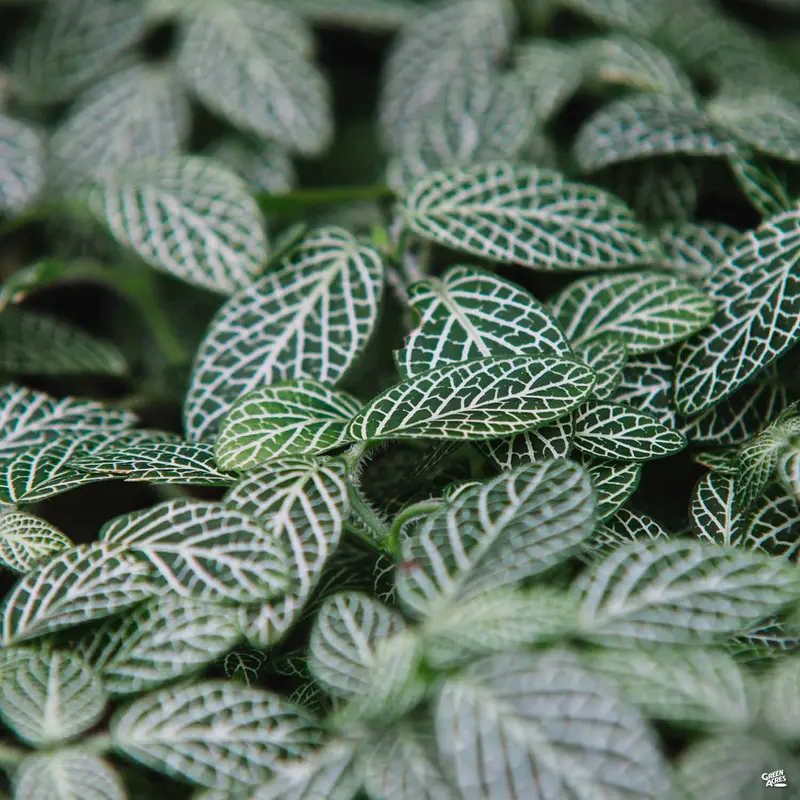Nerve Plant