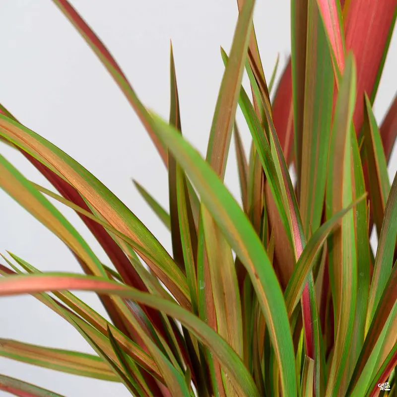 New Zealand Flax 'Jester'