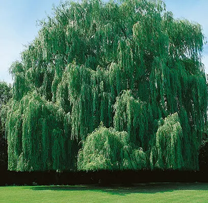 Niobe Weeping Willow