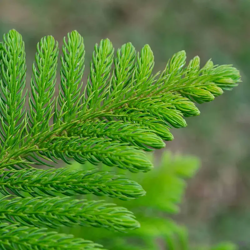 Norfolk Island Pine