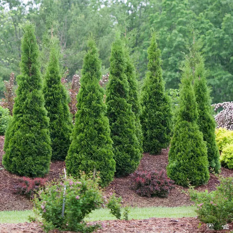North Pole® Arborvitae