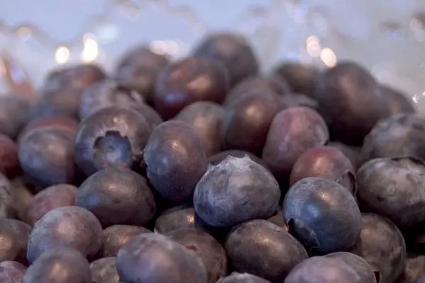 Northblue Blueberry