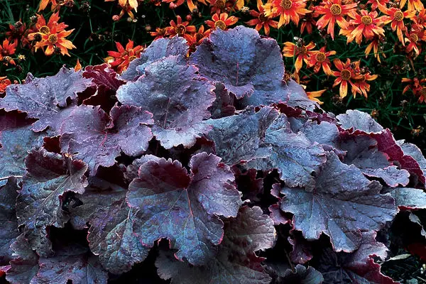 Northern Exposure™ Black Heuchera