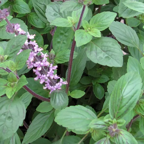 Ocimum killmandscharicum (African Blue Basil)