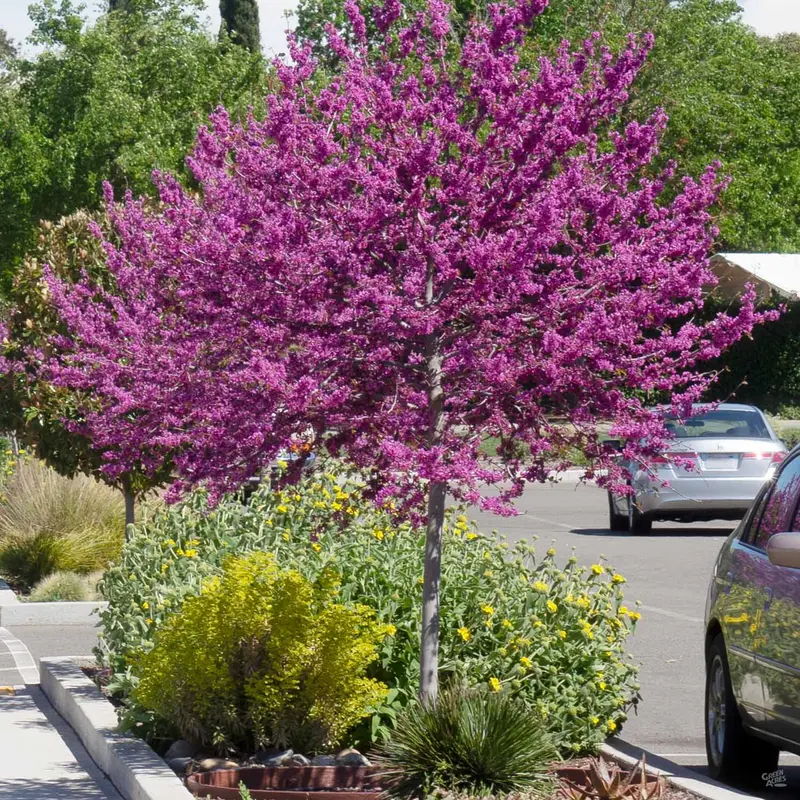 Oklahoma Redbud