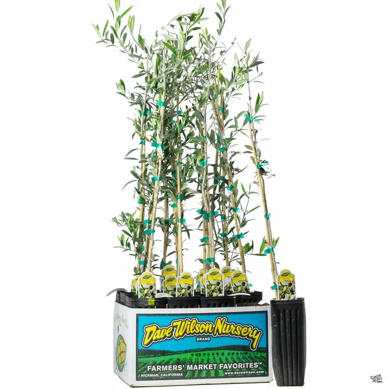 Olea Assorted  4" Sleeve