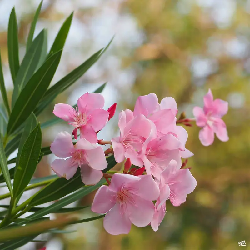 Oleander 'Petite Pink'