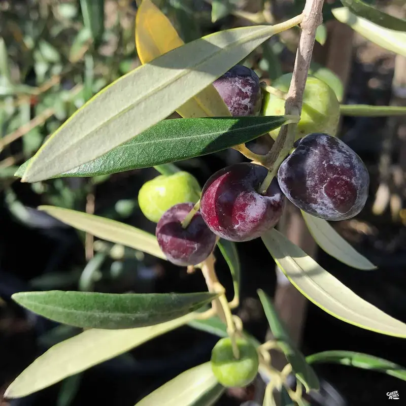 Olive 'Arbequina'