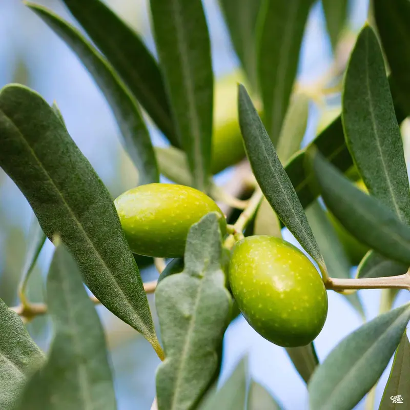 Olive 'Coratina'