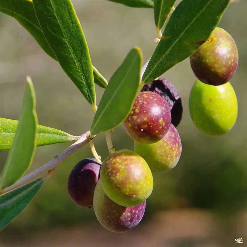 Olive 'Frantoio'