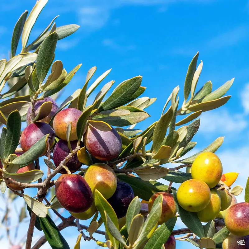 Olive 'Taggiasca'